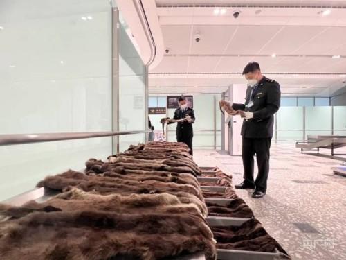 大兴机场海关查获濒危动物水獭毛皮46张