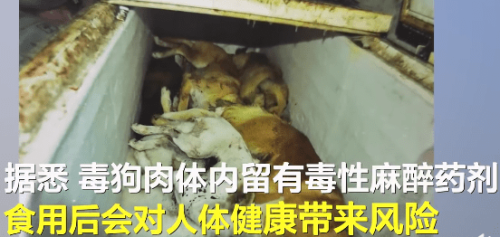 用毒狗肉做菜 安徽一餐厅被彻查