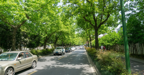 男子偷走3公里绿化带植物，价值7万只卖了1500